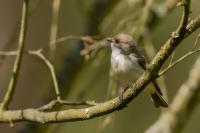 Ficedula hypoleuca