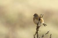 Carduelis cannabina