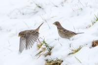 Emberiza calandra