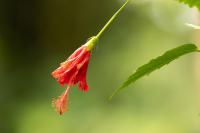 ECUADOR -FLOWERS