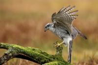 Accipiter gentilis