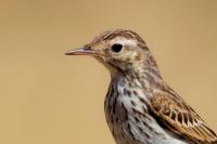 Anthus berthelotii