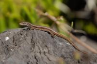 Madeira fauna