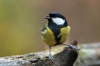 Parus major