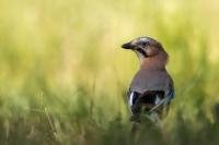 Garrulus glandarius