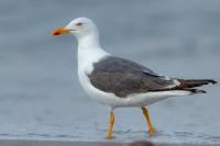 Larus fuscus