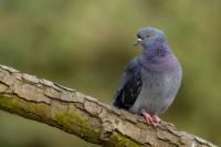 Columba livia domestica