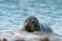 Grey seal