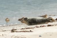 Harbor seal