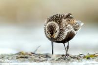 Calidris alpina