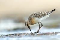 Calidris ferruginea