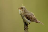 Phylloscopus collybita