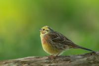 Emberiza citrinella