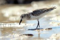 Calidris pusilla      