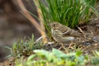 Anthus trivialis