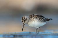 Calidris falcinellus