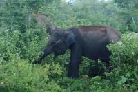 Sri Lankan elephant