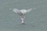 Larus hyperboreus