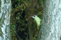 Picus viridis