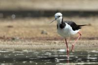 New Zealand -fauna