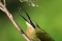 Sri Lanka FAUNA