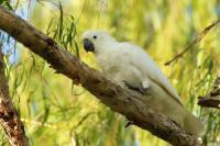 Cacatua galerita