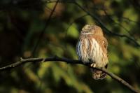 Glaucidium passerinum 