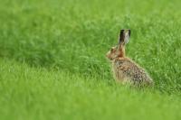 European hare