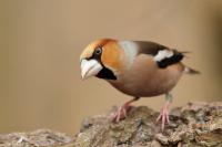 Coccothraustes coccothraustes