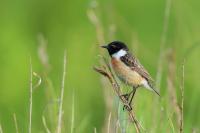 Saxicola rubicola