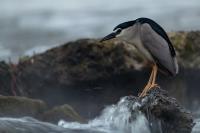 Nycticorax nycticorax