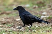 Corvus corone