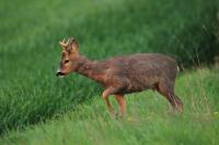 Roe deer