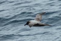 Antartica fauna