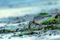 Calidris canutus