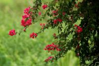 Sri Lanka - Flowers