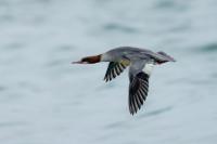 Mergus merganser