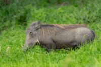 Common warthog