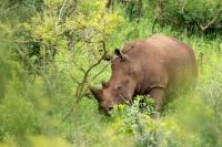 White rhinoceros