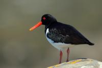 Haematopus ostralegus