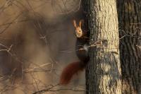 Red squirrel