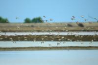 Charadrius mongolus