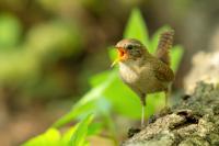 Troglodytes troglodytes