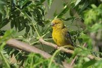 Cyprus FAUNA