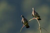 Columba oenas