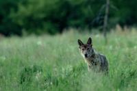 Eurasian wolf