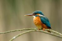 Alcedo atthis