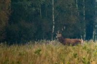 Red deer