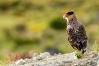 Caracara plancus