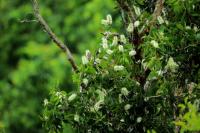 Australia  flora